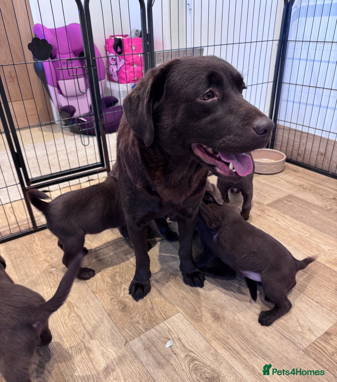 Labrador Retriever dogs for sale: Outstanding Quailty Chocolate Labrador Puppies - Advert 26