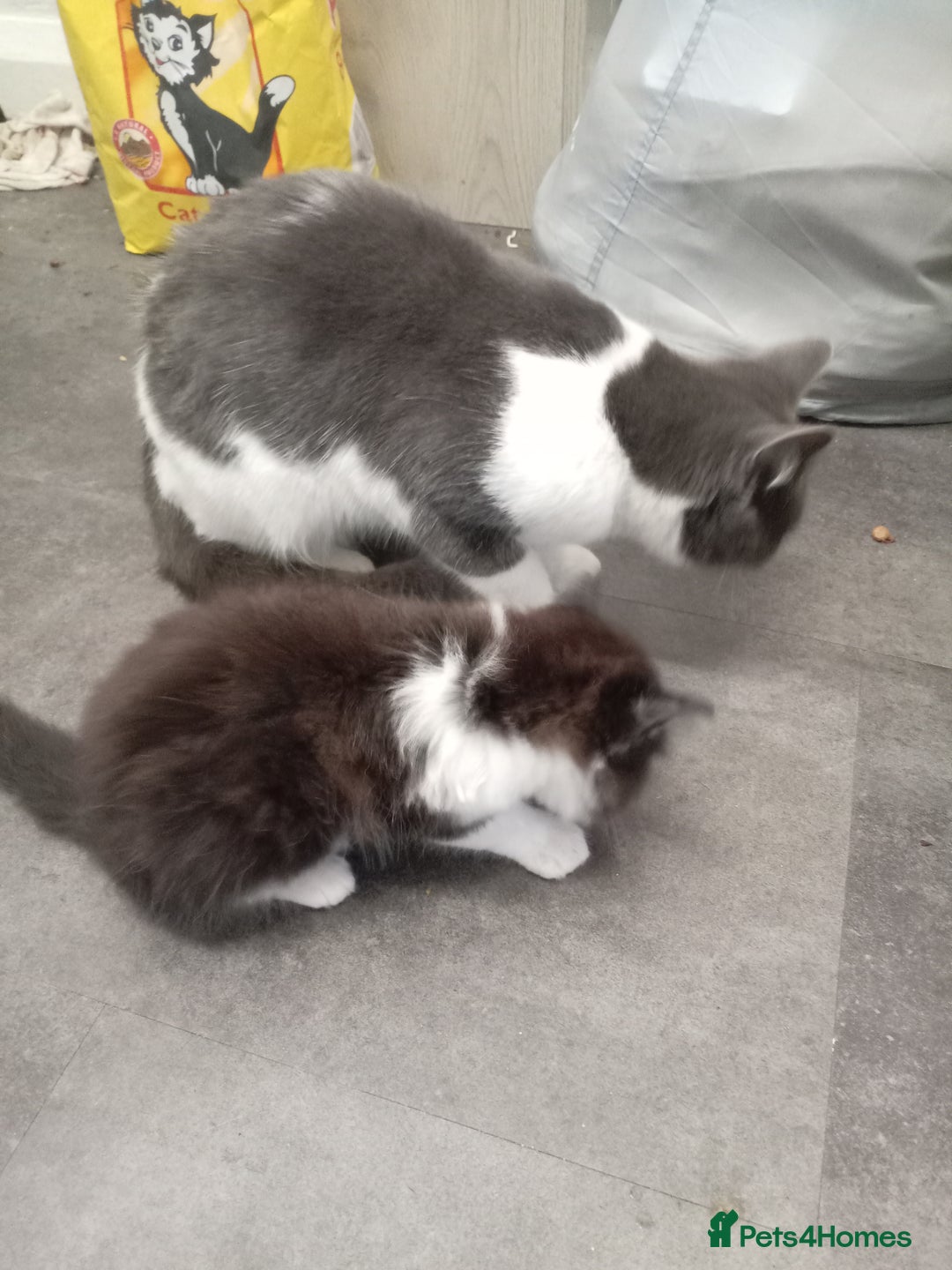 Mixed Breed cats for sale: Male kitten - Image 5