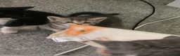 Mixed Breed cats for sale: Beautiful kittens - Advert 10
