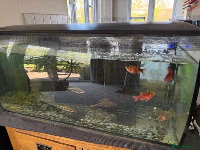 Other/Mixed Breed fish for sale: Tropical Fish Tank & Fish - Advert 1