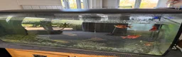 Other/Mixed Breed fish for sale: Tropical Fish Tank & Fish - Advert 1
