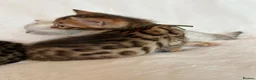 Bengal cats for sale: Stunning Pure Bengal Kittens Ready For Reservation - Advert 18