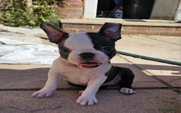 Boston Terrier dogs for sale: REDUCED!! Boston terriers DELIVERY!. - Image 2