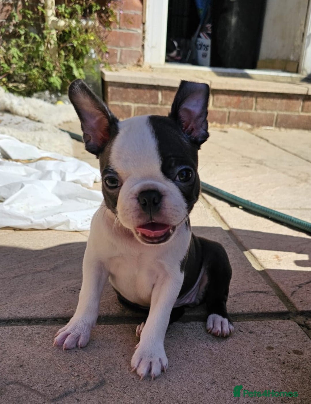 Boston Terrier dogs for sale: REDUCED!! Boston terriers DELIVERY!. - Image 2