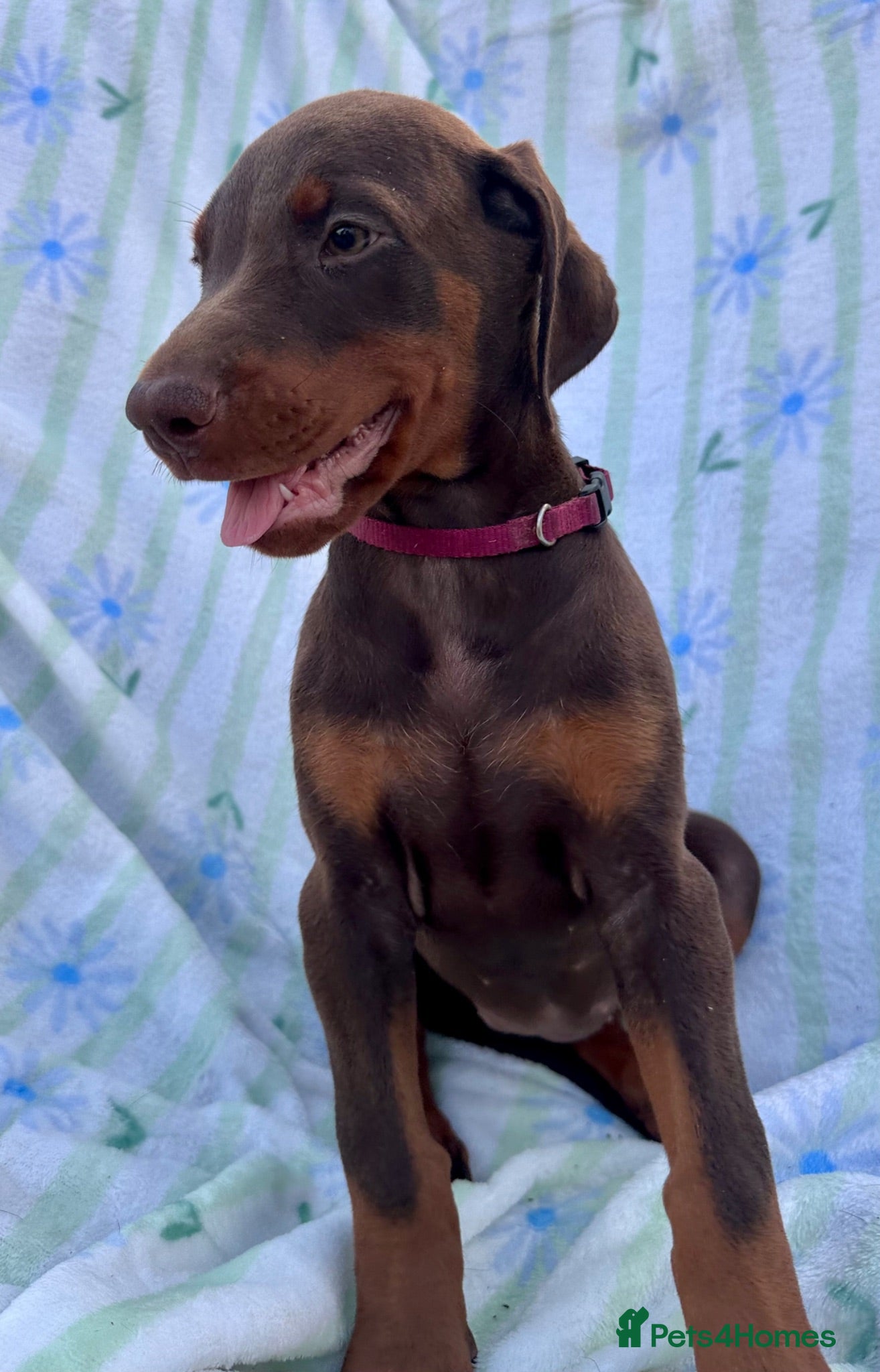 Dobermann dogs Health tested European puppies  - Advert 2
