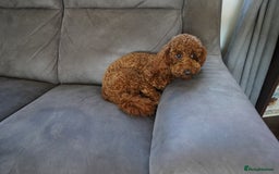 Miniature Poodle dogs for sale: Miniature/toy poodle 1 year old boy (Otis)  - Image 7