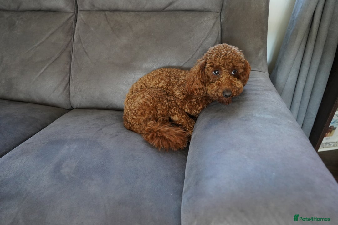 Miniature Poodle dogs for sale: Miniature/toy poodle 1 year old boy (Otis)  - Image 7