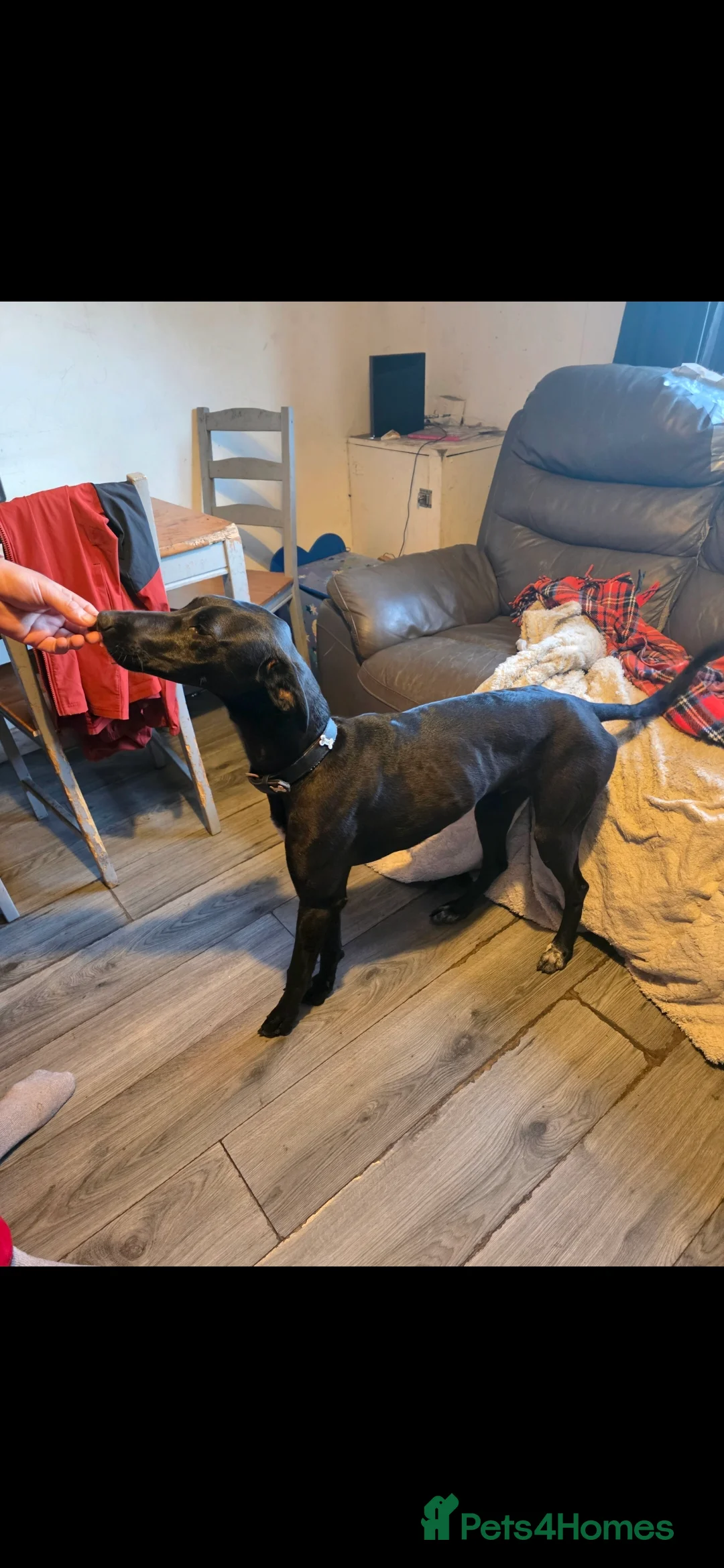 Mixed Breed dogs for sale: Stunning 8 Month Pup - Advert 2