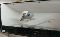 Budgerigars birds for sale: Budgerigars  - Image 5