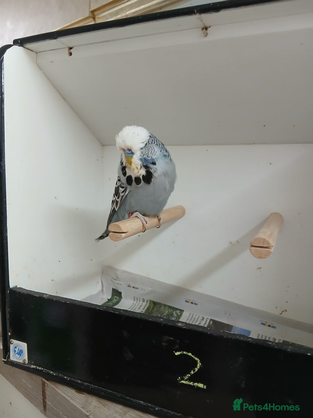 Budgerigars birds for sale: Budgerigars  - Image 5
