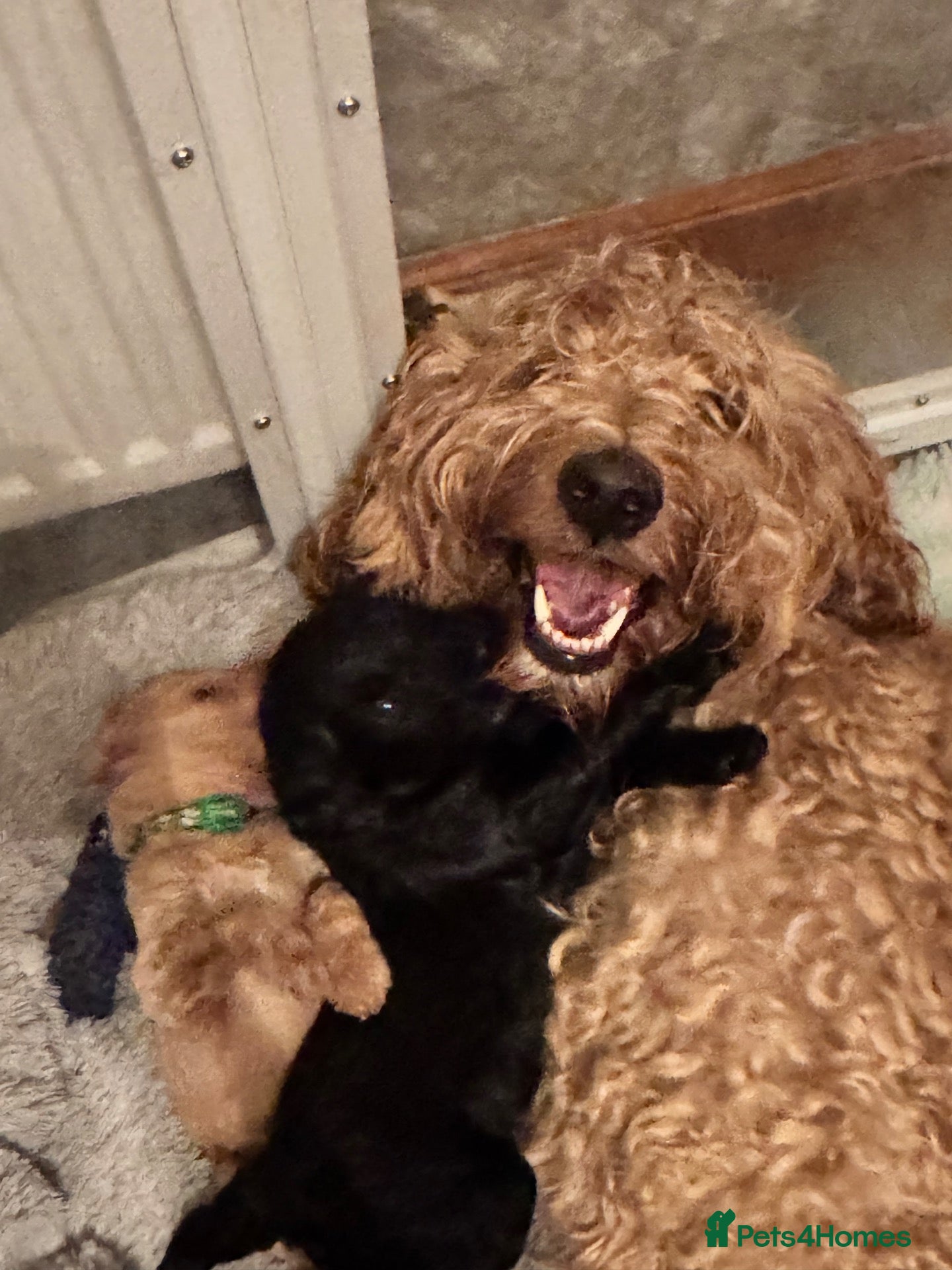 Goldendoodle dogs for sale: F1BB Goldendoodles - Advert 2