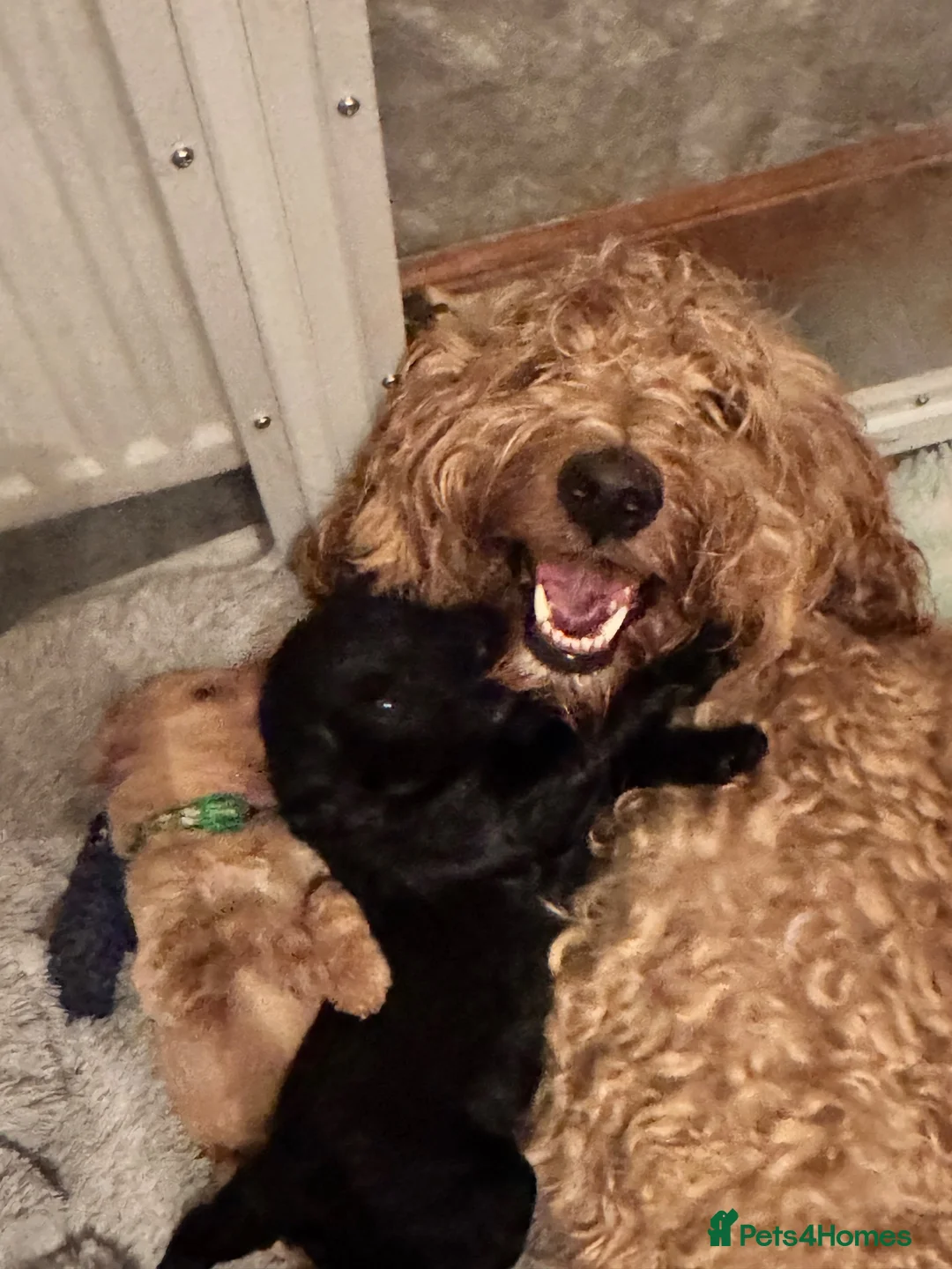 Goldendoodle dogs for sale: F1BB Goldendoodles - Advert 1