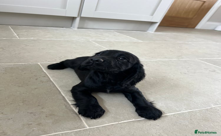 Cocker Spaniel dogs - Advert 7