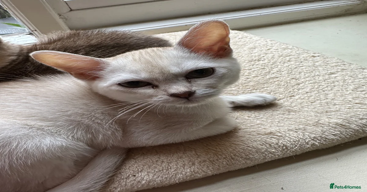 Pets and friends Asian Kittens for sale | Pets4Homes