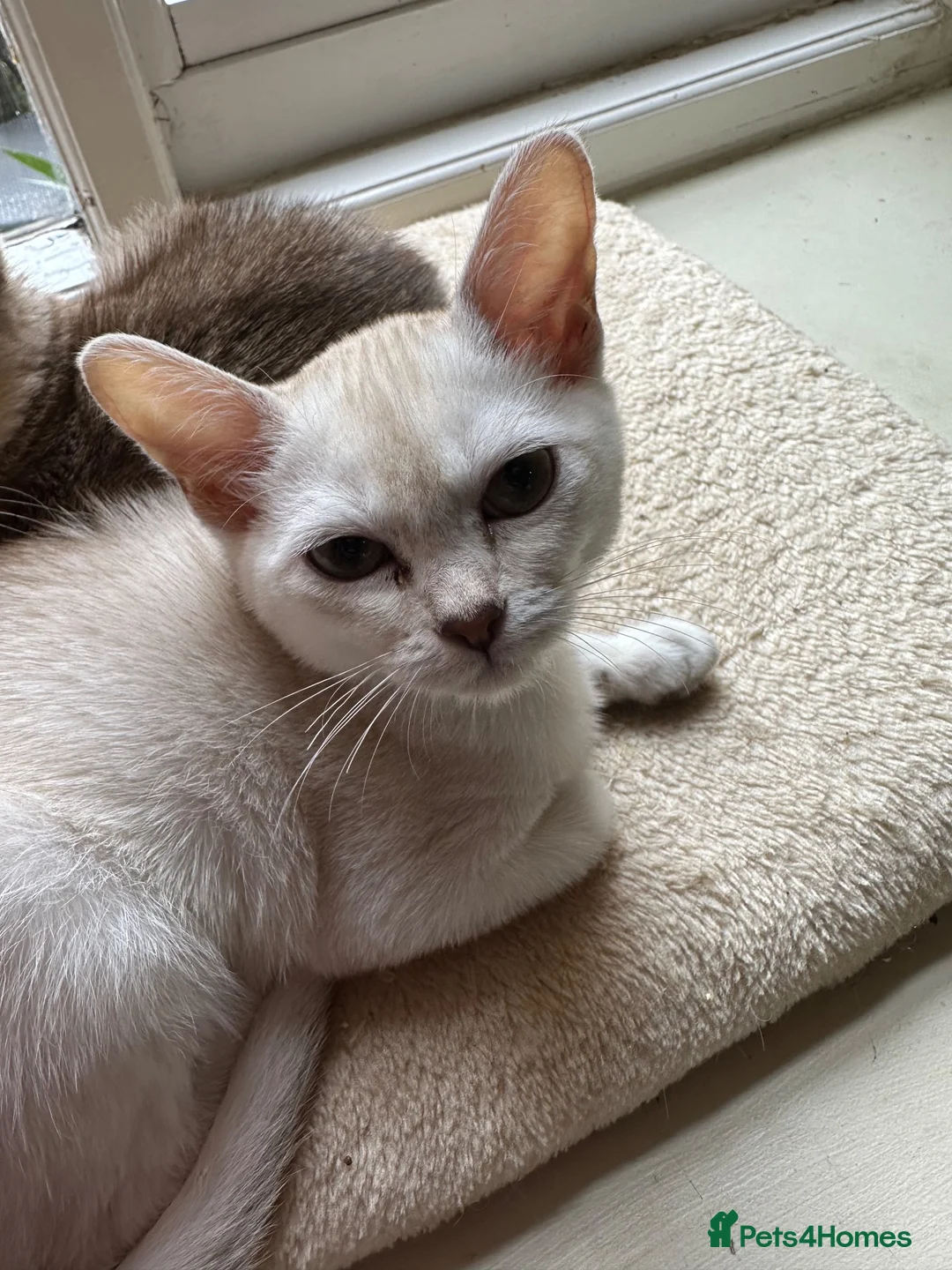 Asian cats for sale: Gccf reg Pedigree kittens  - Advert 1