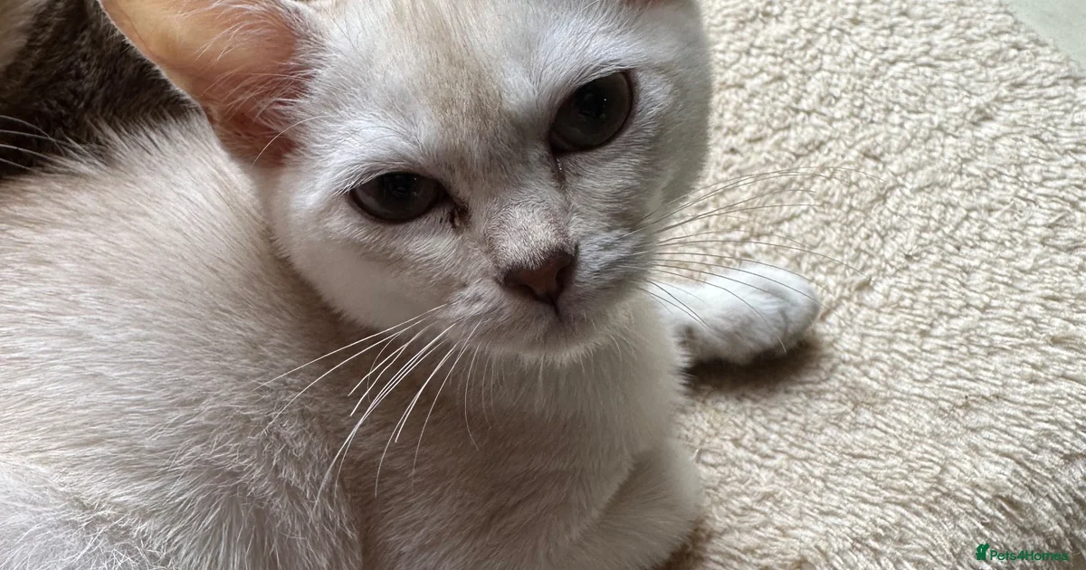 Japanese Script Example Pets and friends Asian Kittens for sale | Pets4Homes