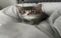 Mixed Breed cats for sale: 3 Healthy, Playful Kittens  - Image 21