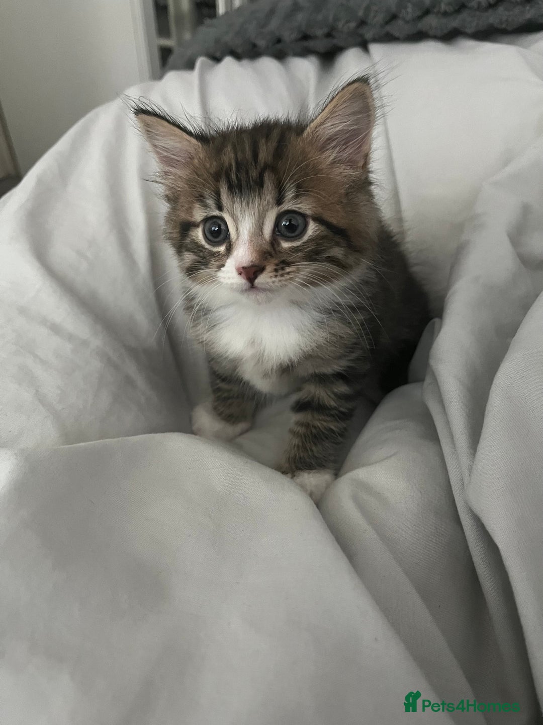 Mixed Breed cats for sale: 3 Healthy, Playful Kittens  - Image 21