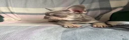 French Bulldog dogs for sale: FRENCHBULLDOG PUPPIES - Advert 6