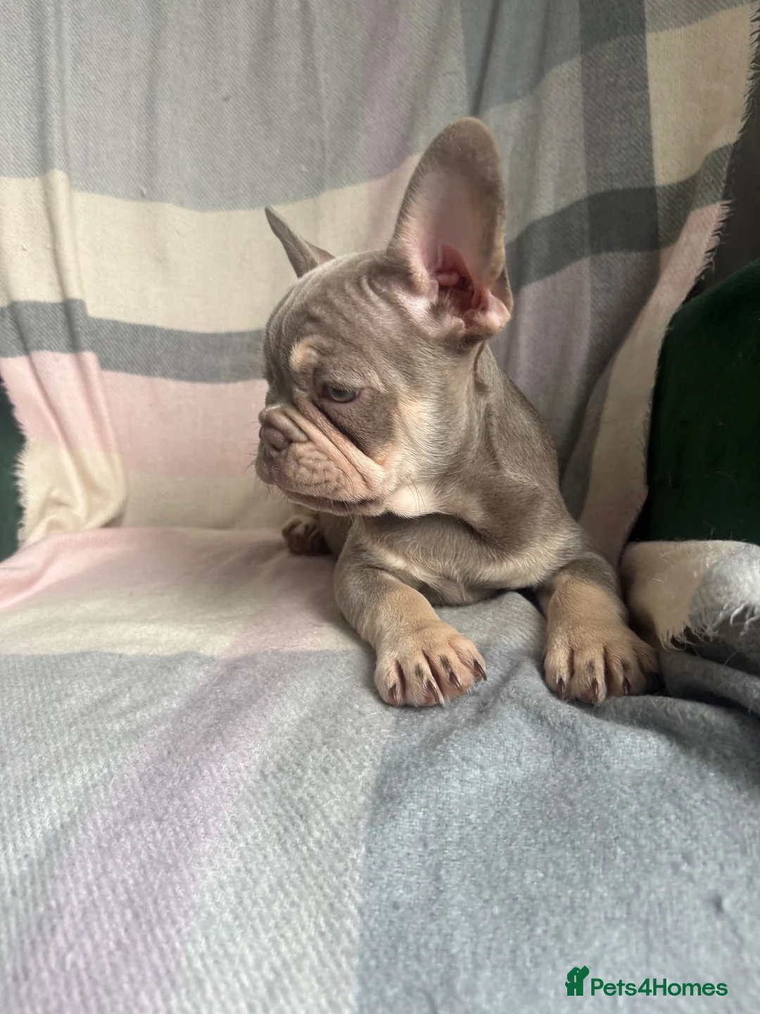 French Bulldog dogs for sale: FRENCHBULLDOG PUPPIES - Advert 6