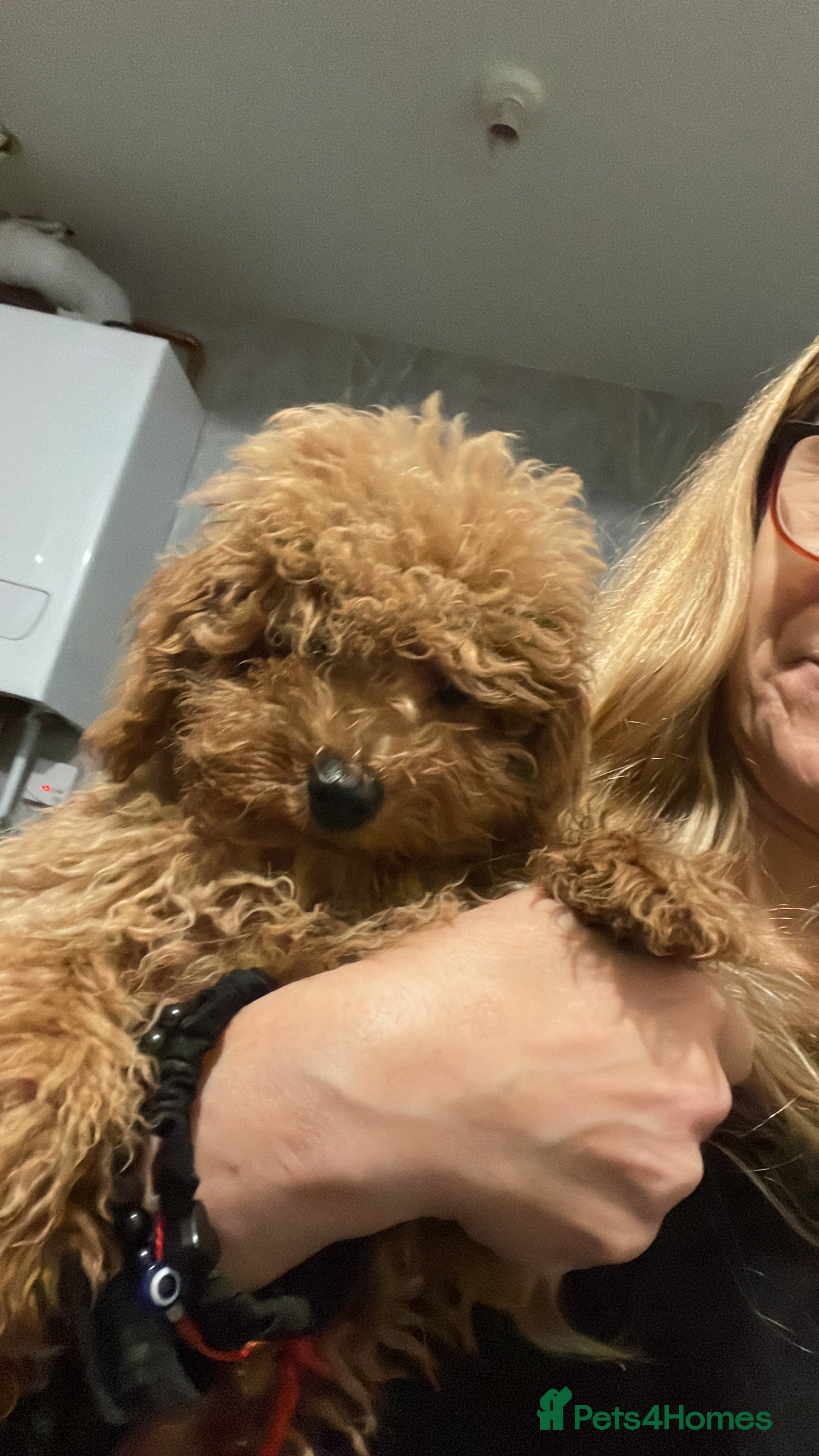 Toy Poodle dogs 🧸Stunning kc red tiny toy poodles mini bears 🧸  - Advert 11