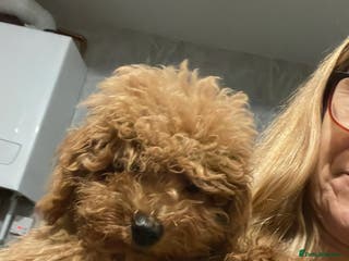 Toy Poodle dogs 🧸Stunning kc red tiny toy poodles mini bears 🧸 - Advert 11