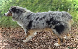 Australian Shepherd dogs for sale: our final Australian Shepherd litter for sale - Image 6