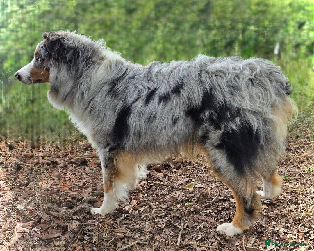 Australian Shepherd dogs for sale: our final Australian Shepherd litter for sale - Image 6