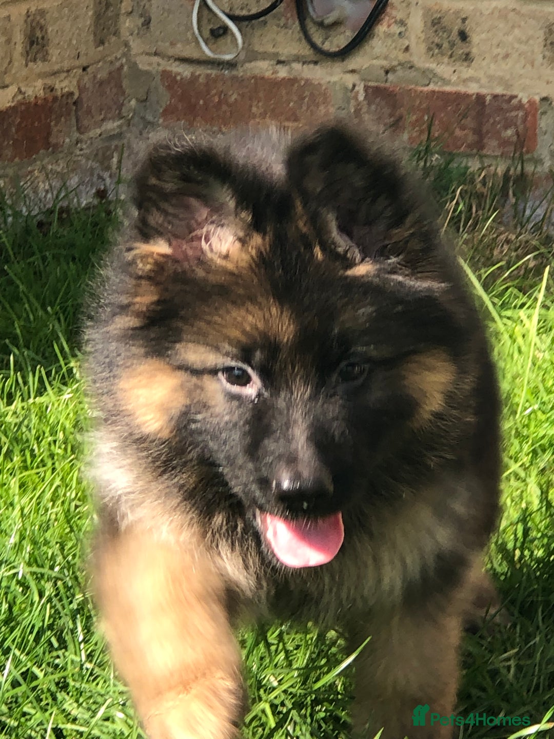 German Shepherd dogs for sale:  kc health tested long haired German shepherd pups - Image 20