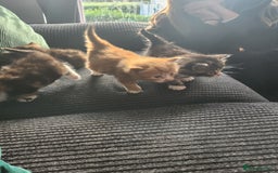 Mixed Breed cats for sale: 4 beautiful kittens ready - Image 7