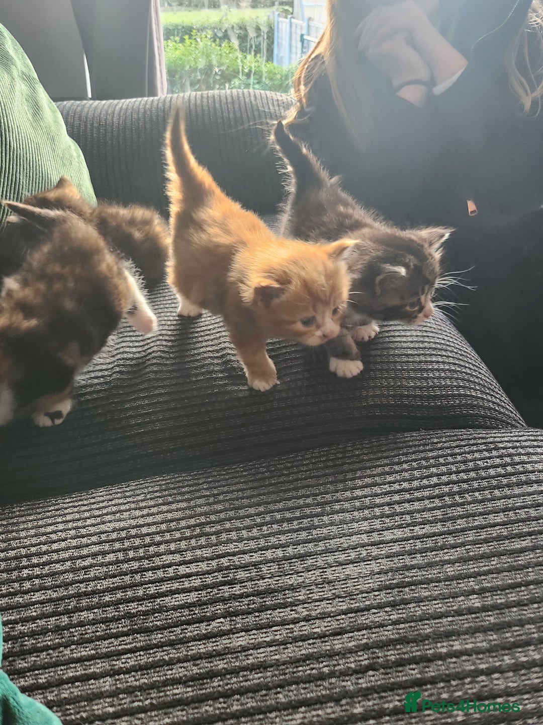 Mixed Breed cats for sale: 4 beautiful kittens ready - Image 7