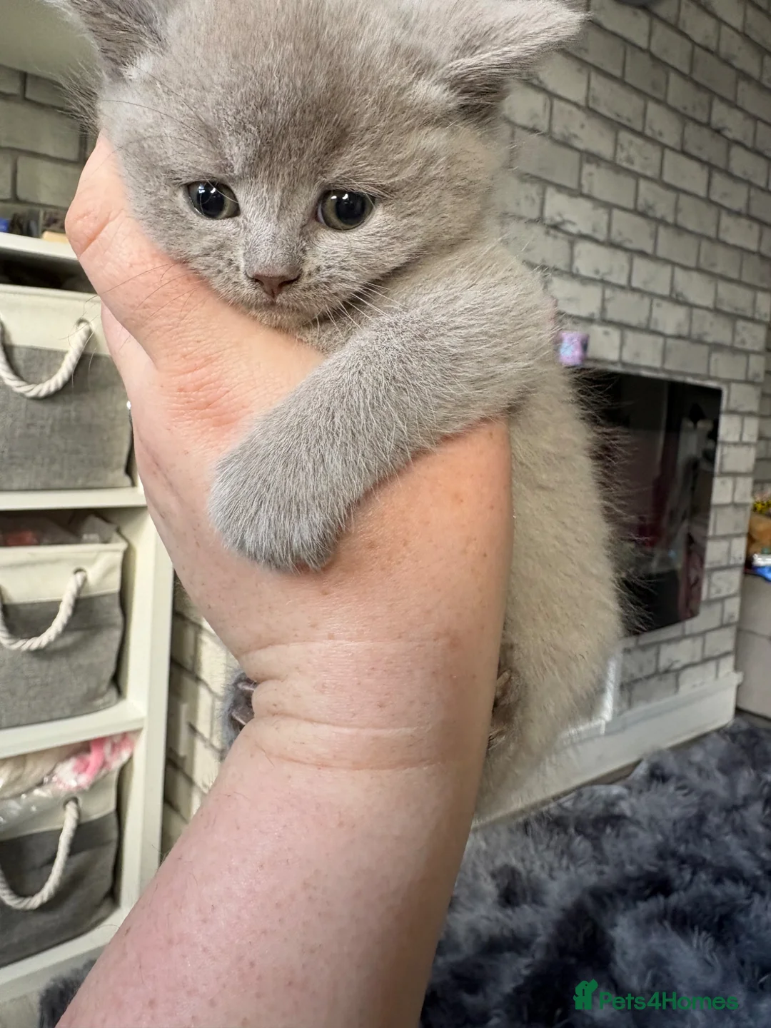 British Shorthair cats for sale: British shorthair / Russian blue  - Advert 18