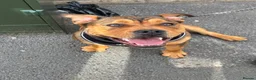 Mixed Breed dogs for sale: 6 month old Staffordshire bull terrier X bulldog in Hemel Hempstead - Advert 9