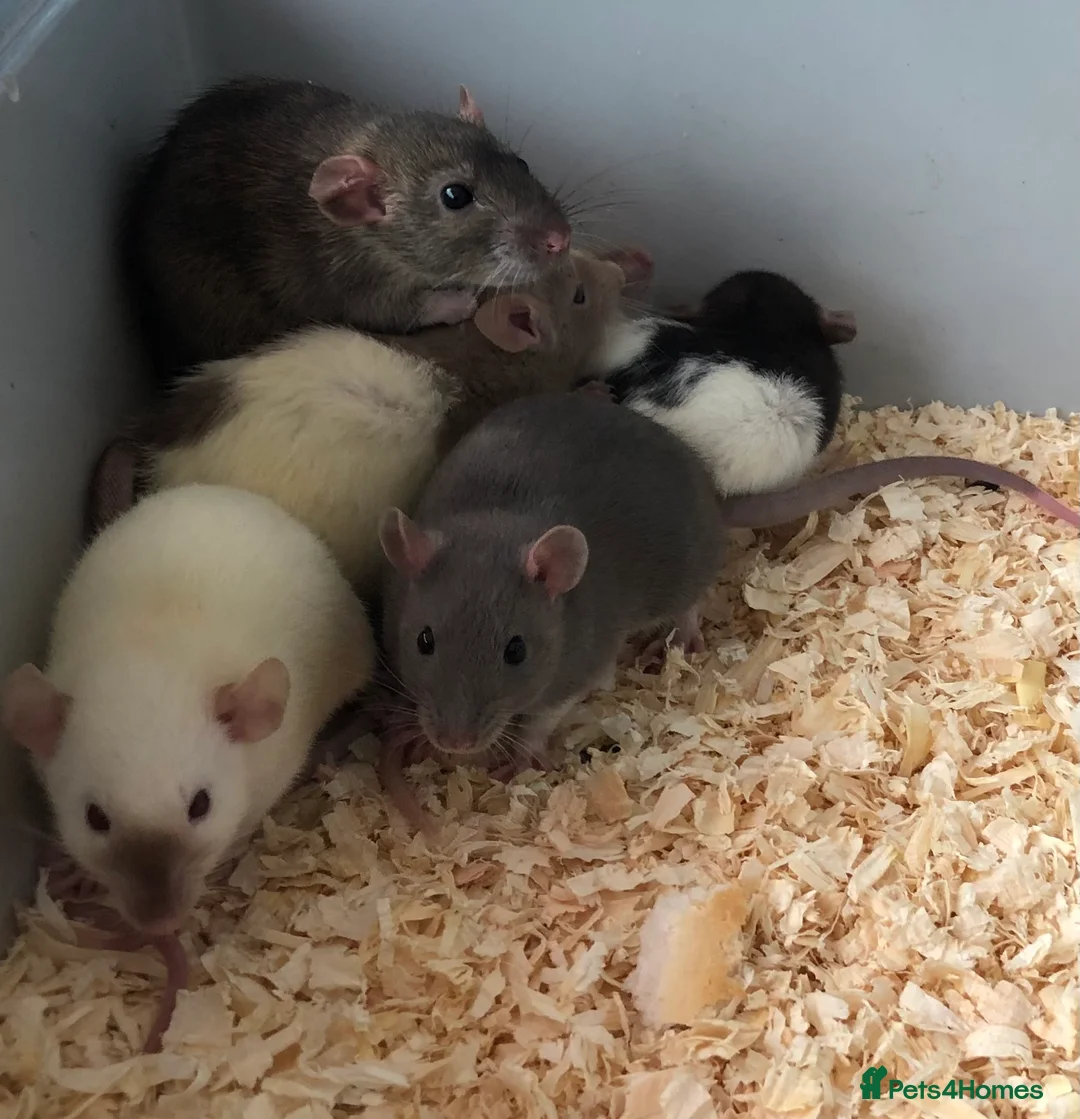 Rat rodents for sale: Beautiful tame fancy rats - Advert 25