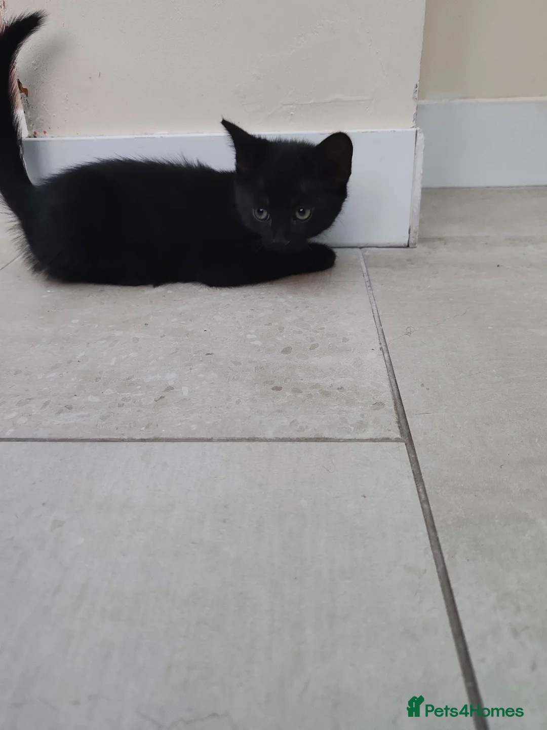 British Shorthair cats for sale: Full black or black and white British shhorthair in Chatham - Advert 6