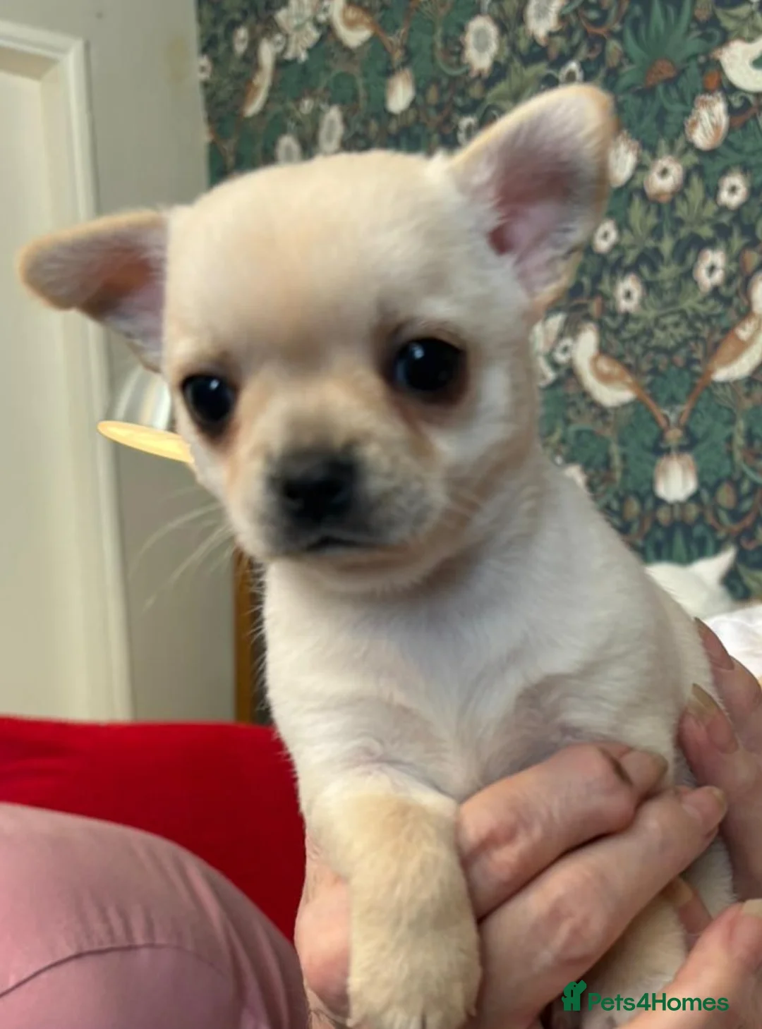 Chihuahua dogs for sale: Chihuahua  - Advert 2