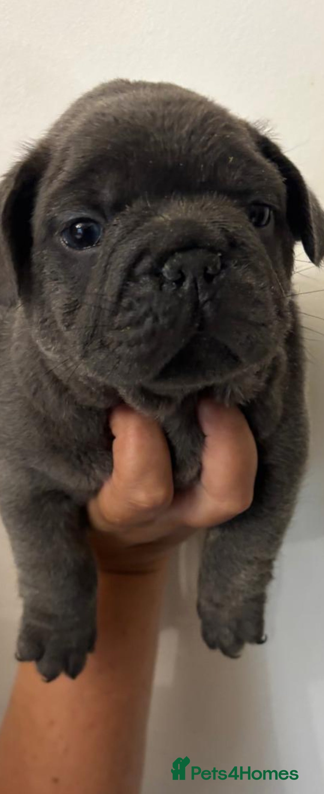 Mixed Breed dogs for sale: Mini bully's  - Image 6