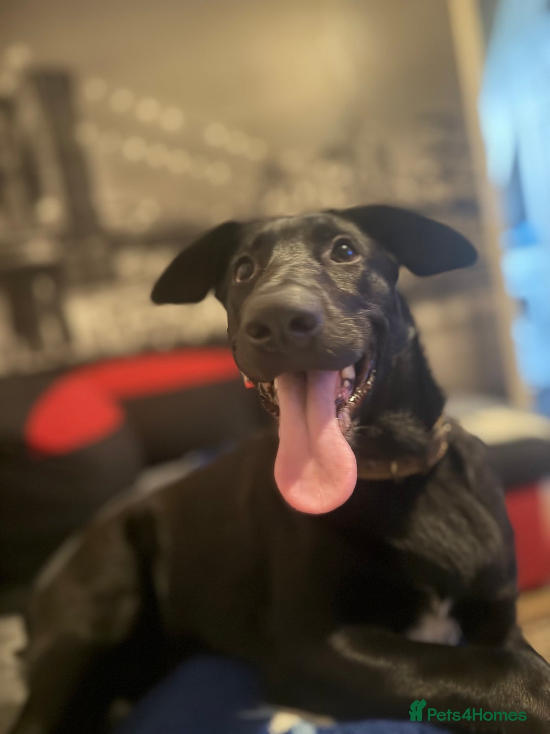 Belgian Shepherd Dog dogs for sale: For sale  - Advert 5