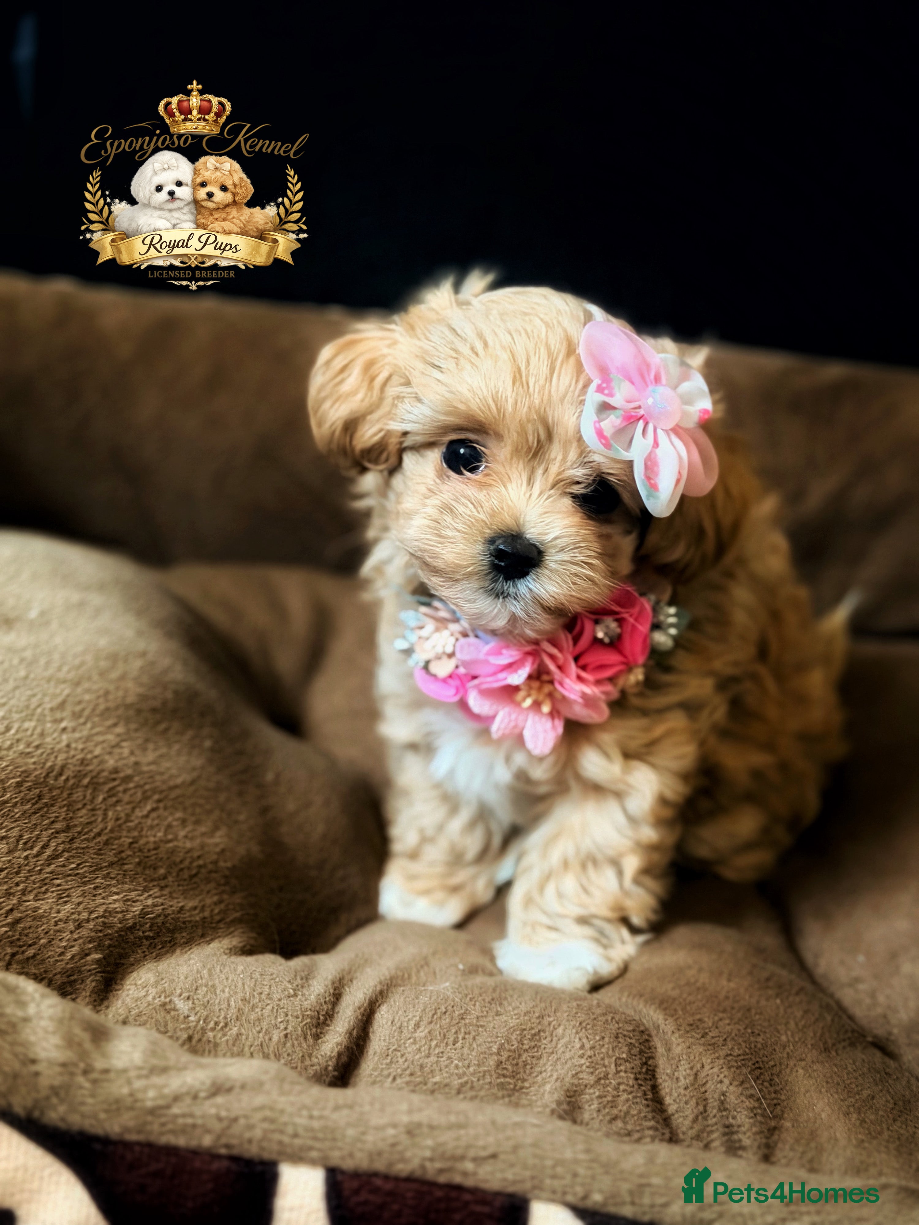 Maltipoo dogs 👑 One in a Million Rare F1 Tiny Asian Maltipoo 👑 - Advert 5