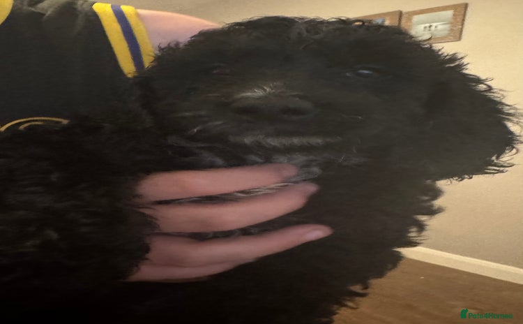 Cockapoo dogs - Advert 14