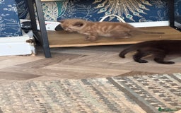 Mixed Breed cats for sale: 4 stunning healthy kittens  - Image 3