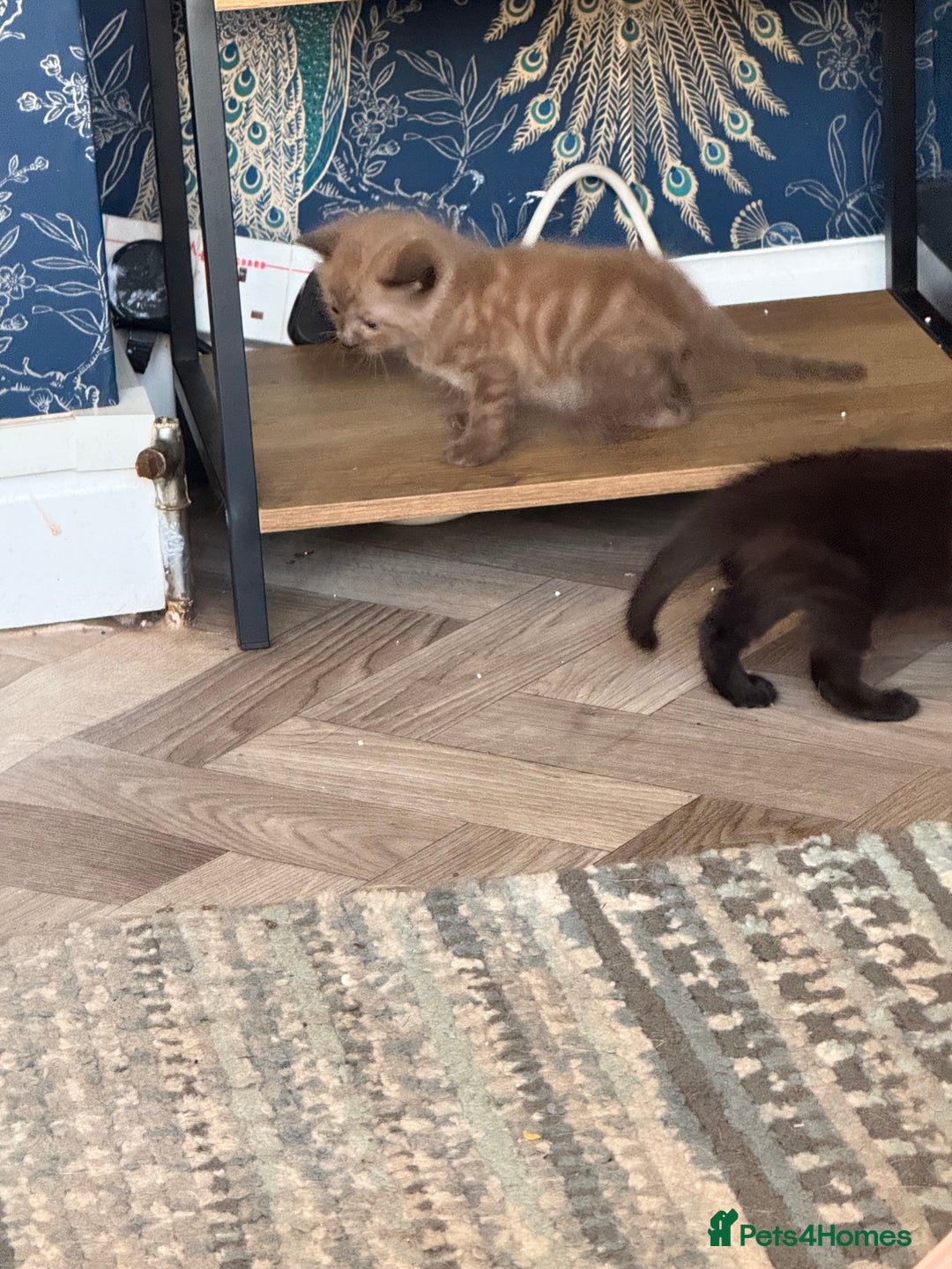 Mixed Breed cats for sale: 4 stunning healthy kittens  - Image 3