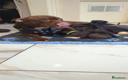 Staffordshire Bull Terrier dogs for sale: Staffordshire bull terrier Staffy staffie - Image 8