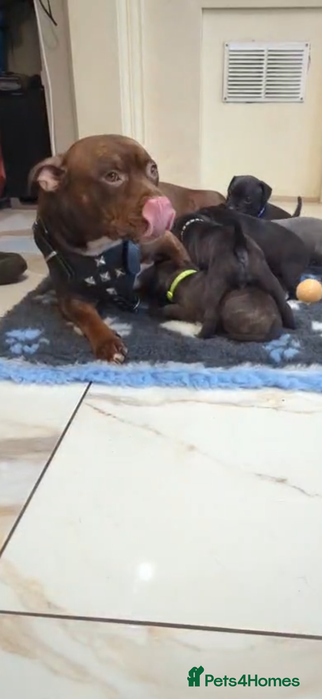 Staffordshire Bull Terrier dogs for sale: Staffordshire bull terrier Staffy staffie - Image 8