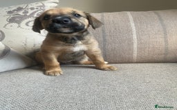 Mixed Breed dogs for sale: Cane corso X Alaskan malamute surprise litter  - Image 10
