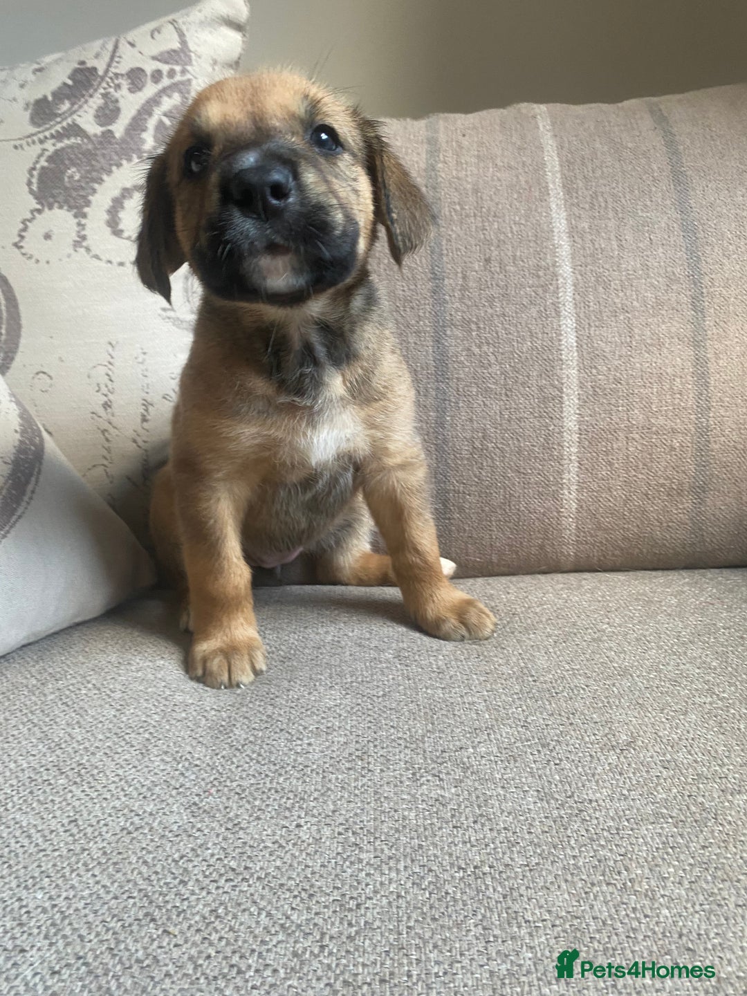 Mixed Breed dogs for sale: Cane corso X Alaskan malamute surprise litter  - Image 10