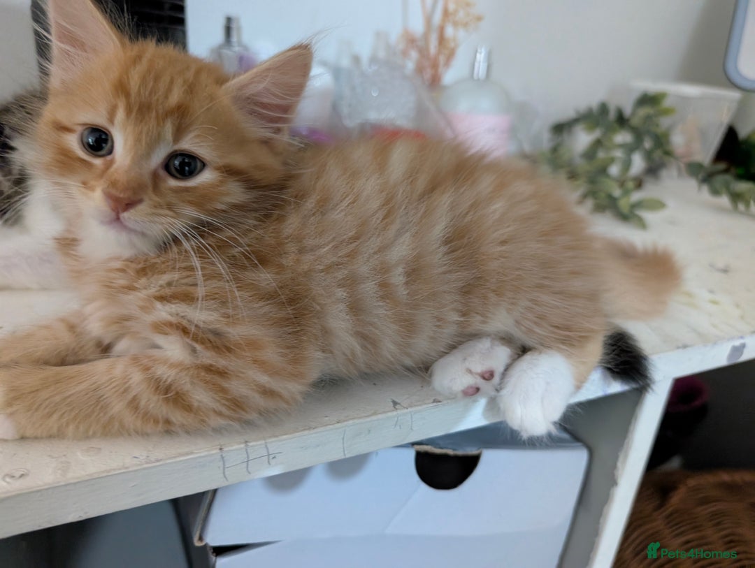 Mixed Breed cats for sale: Ready now - Image 2