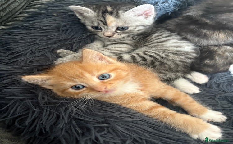 Bengal cats - Advert 4