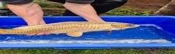Koi Carp fish for sale: Pond closure - Advert 19
