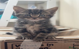 Mixed Breed cats for sale: LAST FEMALE KITTEN AVAILABLE 100£ - Image 1